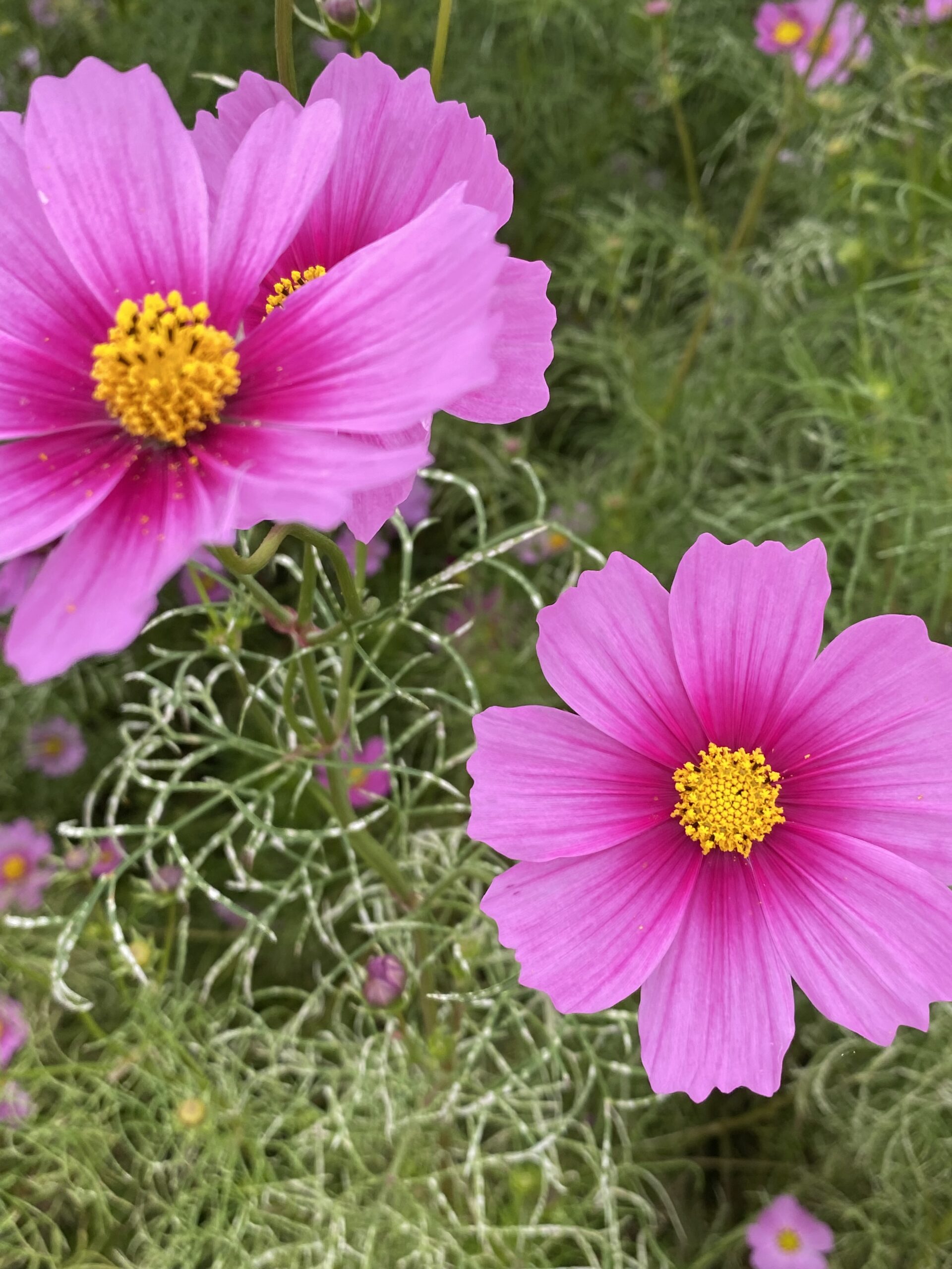 撮りにこんせ‼フォトコンテスト|滋賀・長浜北部|11月07日5枚目 秋桜