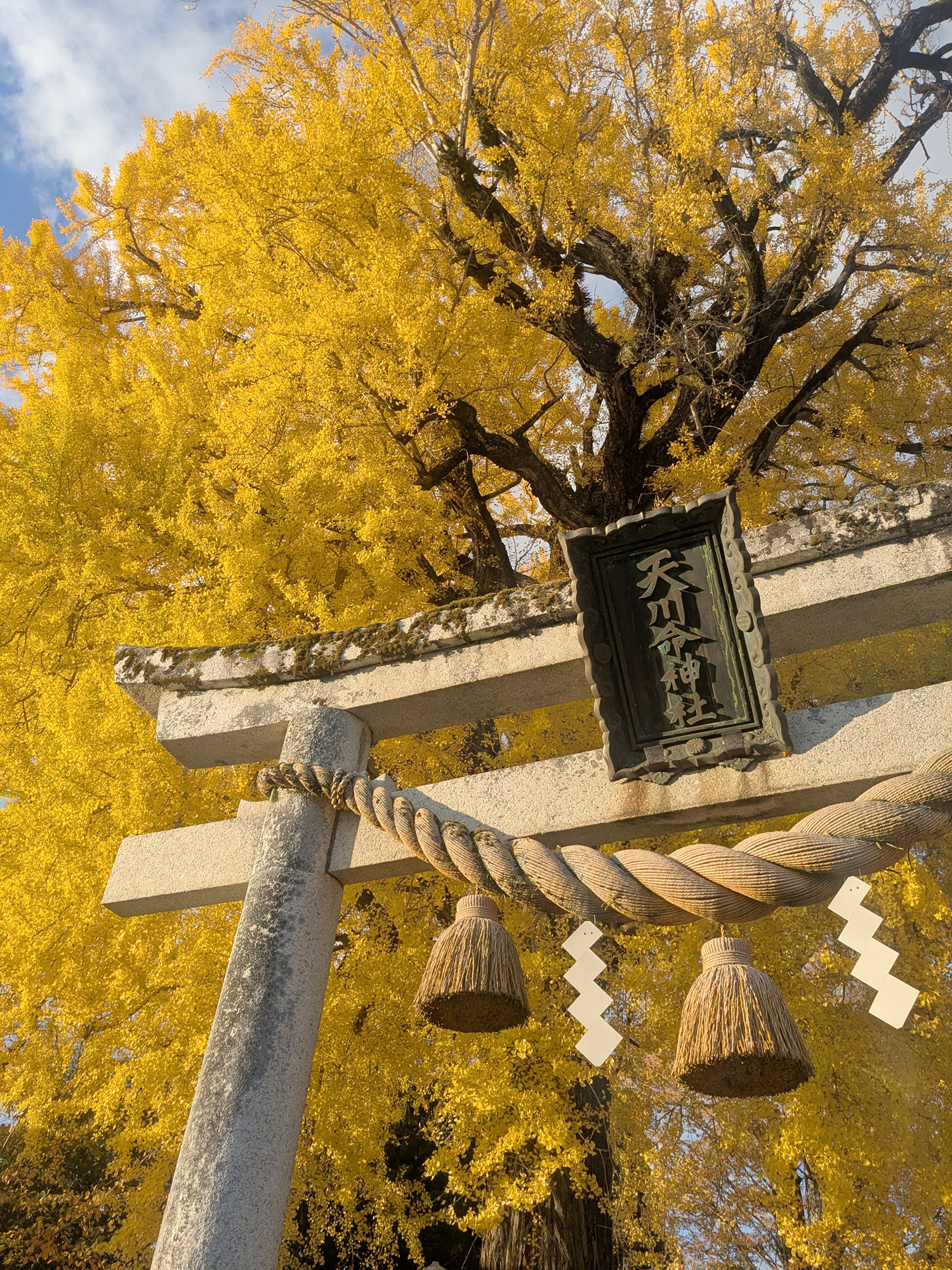 撮りにこんせ‼フォトコンテスト|滋賀・長浜北部|11月21日10枚目 天川命神社のイチョウ