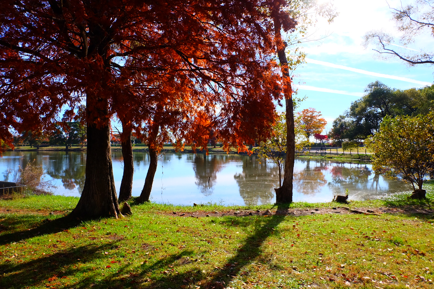 撮りにこんせ‼フォトコンテスト|滋賀・長浜北部|11月28日10枚目 スポーツの森の秋景色