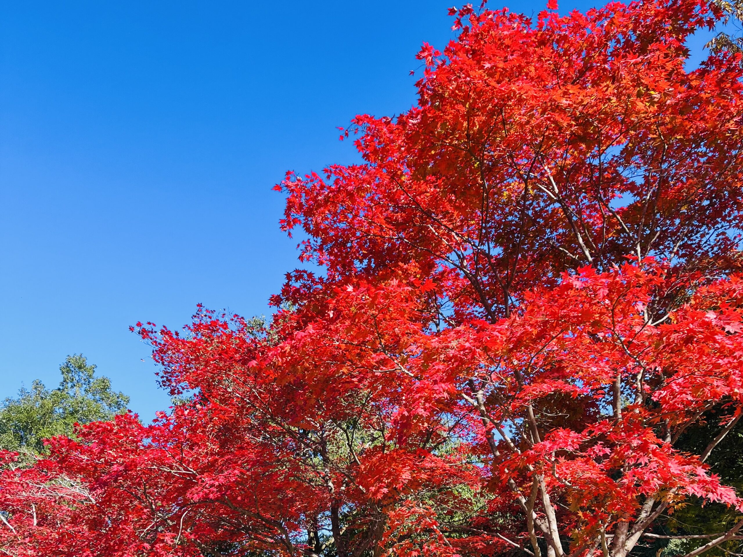 撮りにこんせ‼フォトコンテスト|滋賀・長浜北部|11月25日10枚目 紅葉