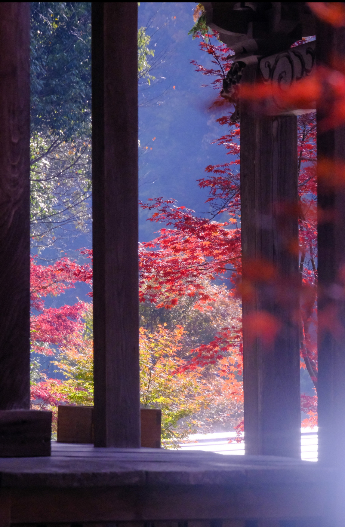 撮りにこんせ‼フォトコンテスト|滋賀・長浜北部|11月28日1枚目 古人（いにしえびと）も見た風景