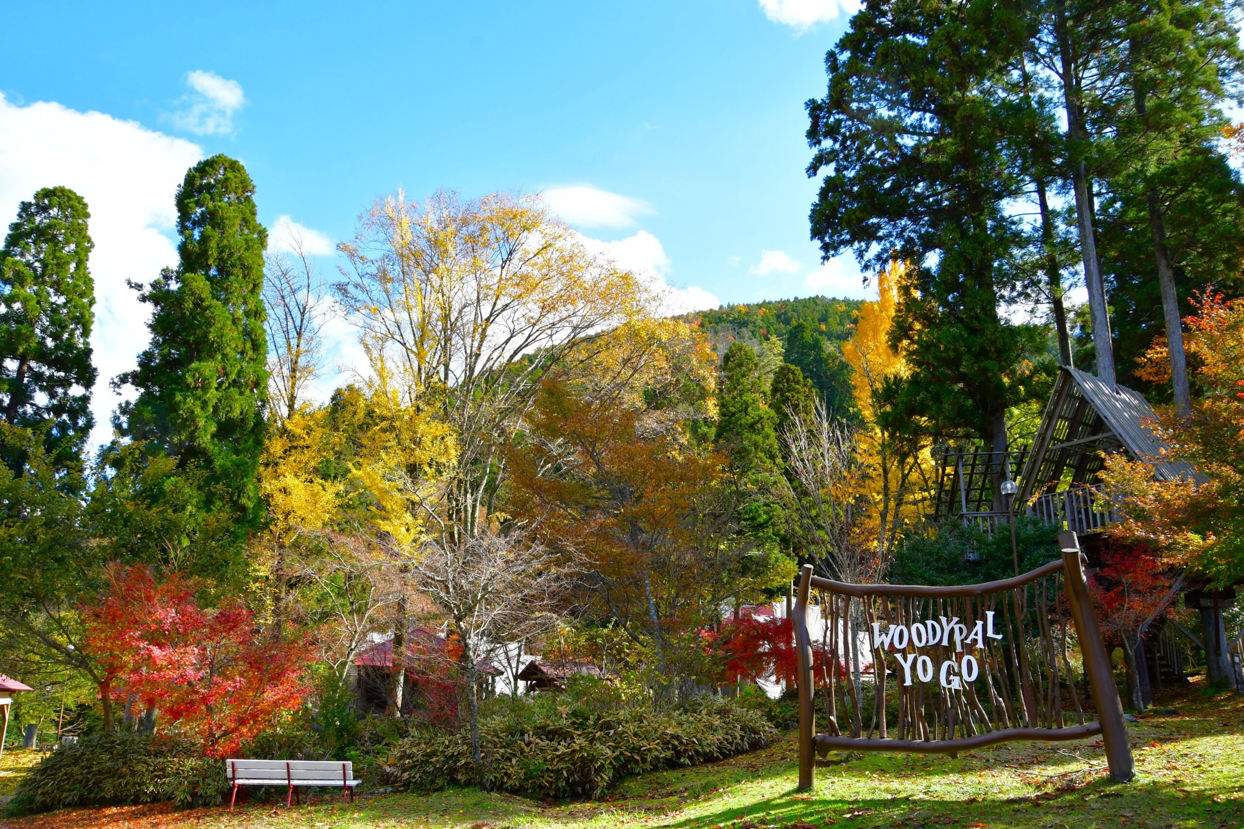 撮りにこんせ‼フォトコンテスト|滋賀・長浜北部|11月25日1枚目 WOODYPAL YO GO 秋真っ只中