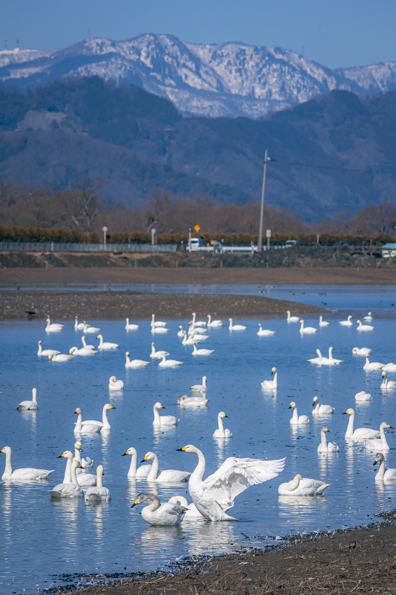 撮りにこんせ‼フォトコンテスト|滋賀・長浜北部|11月18日2枚目 早崎ビオトープ