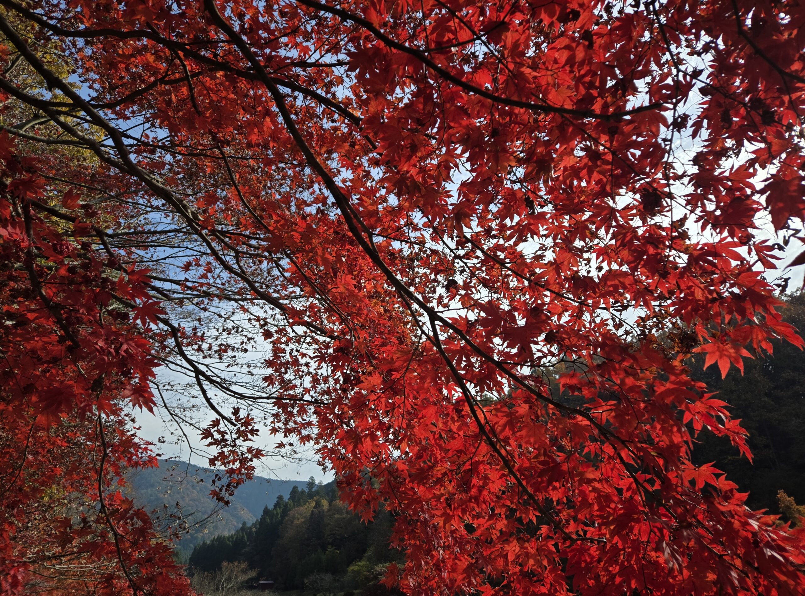撮りにこんせ‼フォトコンテスト|滋賀・長浜北部|11月28日3枚目 紅葉狩り〜ガチャ活で知る湖北〜