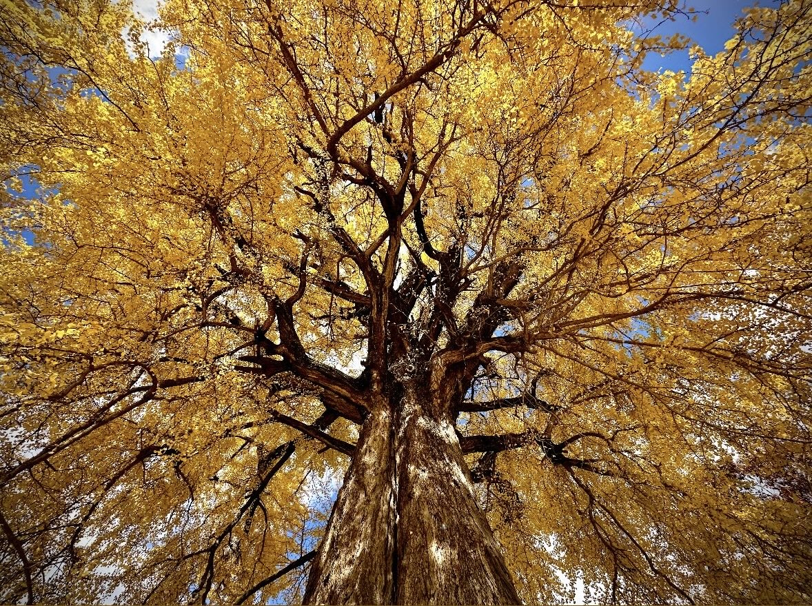 撮りにこんせ‼フォトコンテスト|滋賀・長浜北部|11月25日3枚目 天川命の大花火