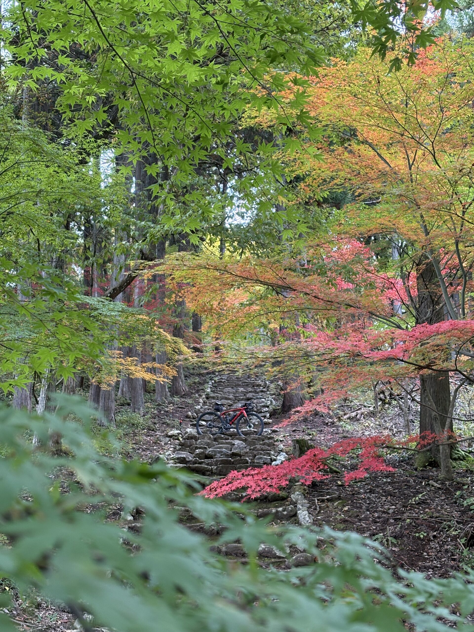 撮りにこんせ‼フォトコンテスト|滋賀・長浜北部|11月21日4枚目 秋の始まり
