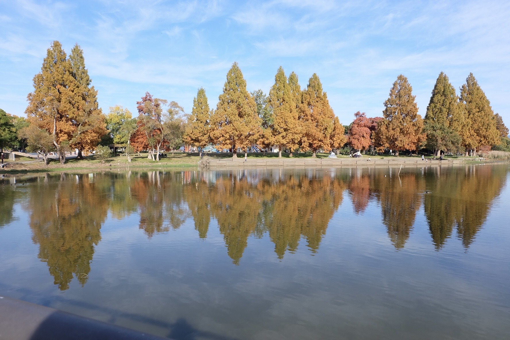 撮りにこんせ‼フォトコンテスト|滋賀・長浜北部|11月28日4枚目 秋映の鏡