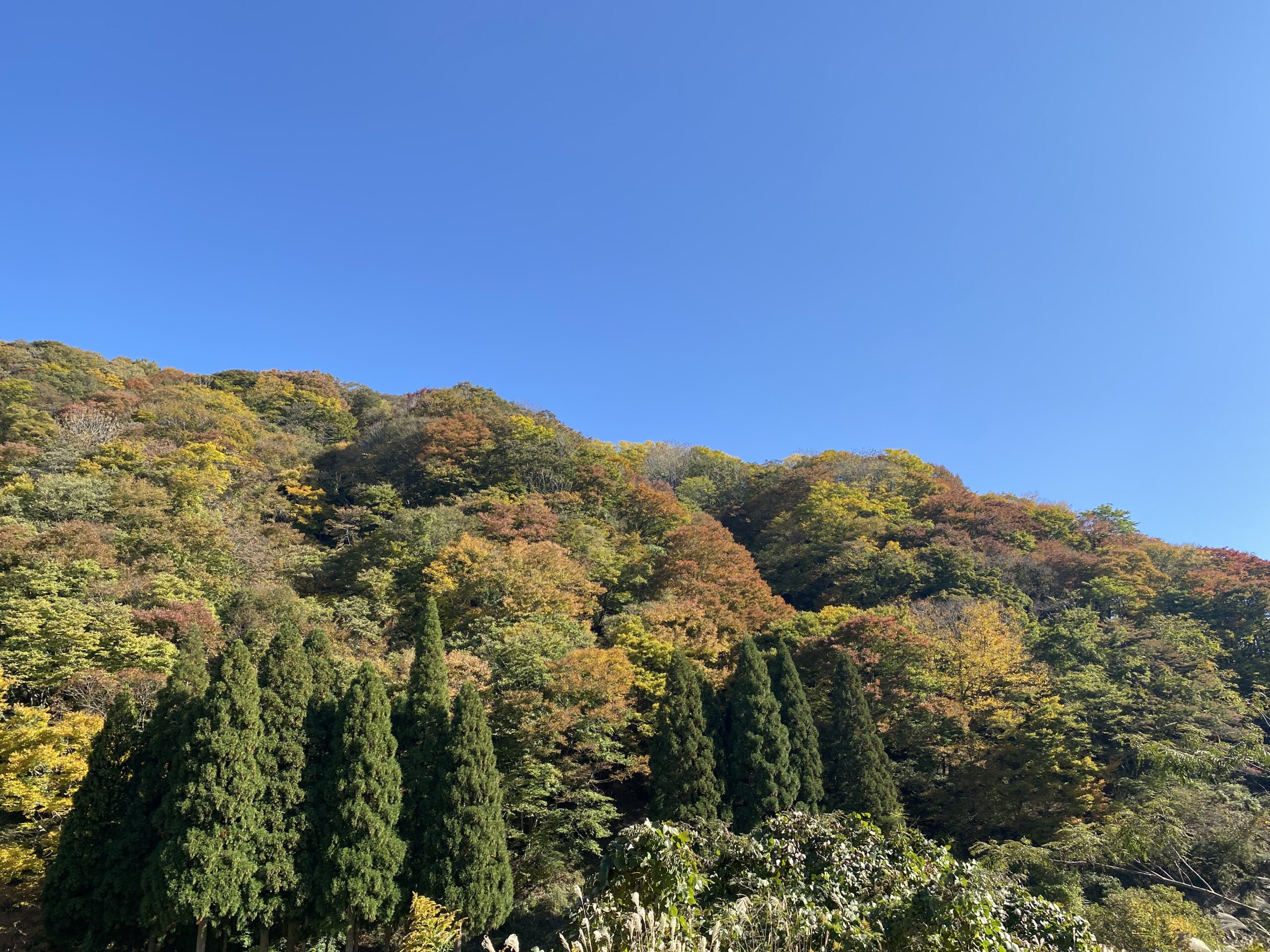 撮りにこんせ‼フォトコンテスト|滋賀・長浜北部|11月14日5枚目 色づき始めた紅葉