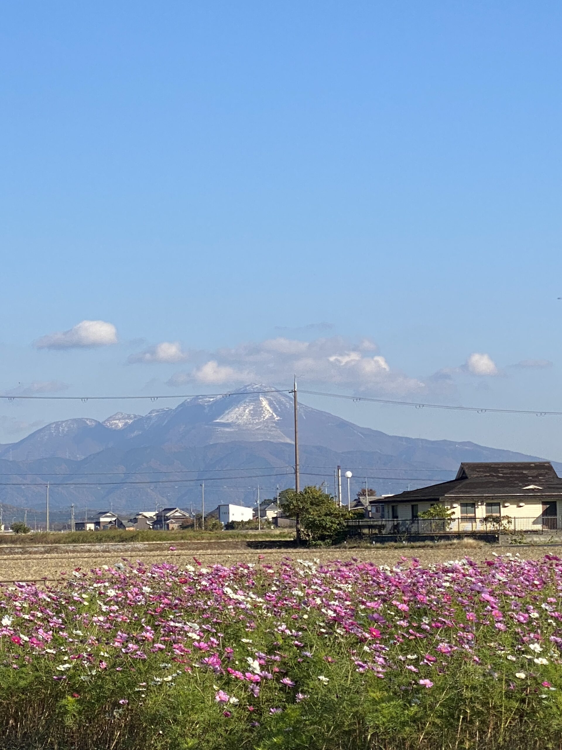 撮りにこんせ‼フォトコンテスト|滋賀・長浜北部|11月21日5枚目 湖岸沿いのコスモス