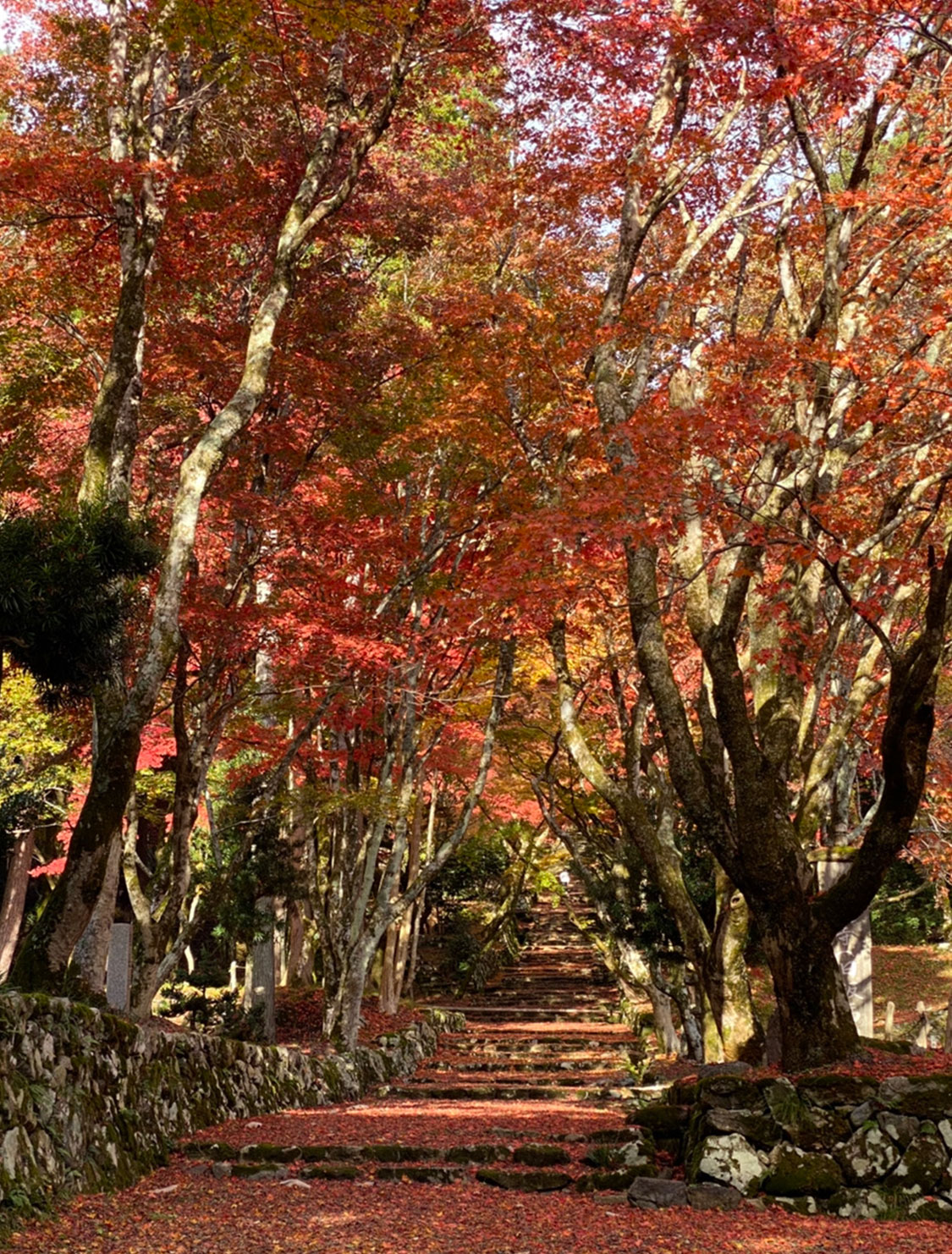 撮りにこんせ‼フォトコンテスト|滋賀・長浜北部|11月21日6枚目 今年の鶏足寺