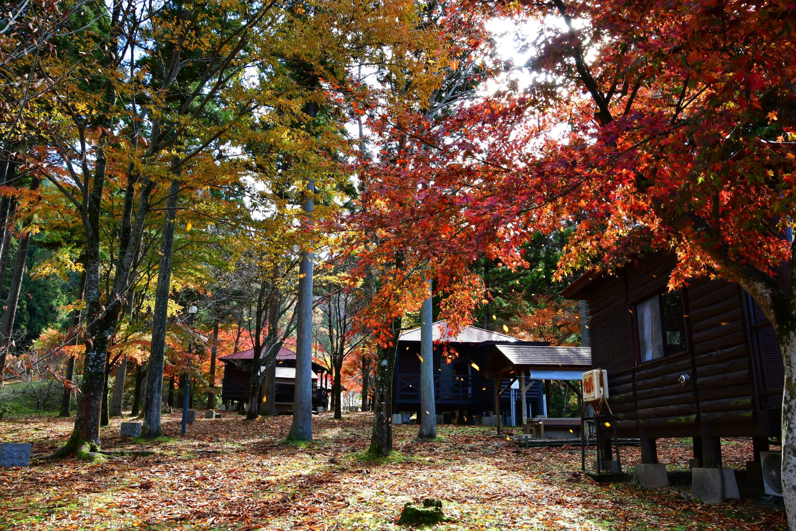 撮りにこんせ‼フォトコンテスト|滋賀・長浜北部|11月28日6枚目 ウッディパル余呉の秋