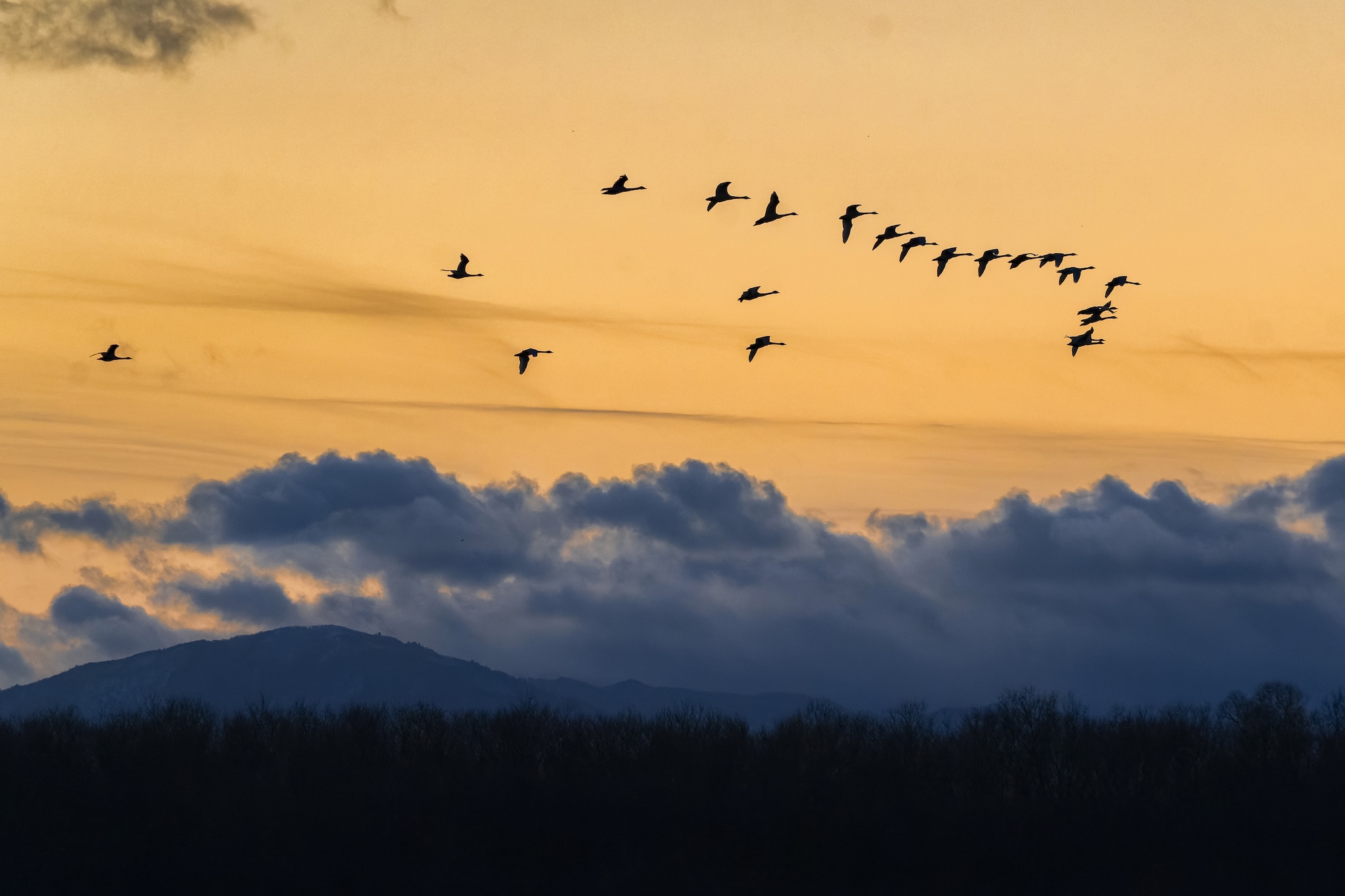 撮りにこんせ‼フォトコンテスト|滋賀・長浜北部|11月25日6枚目 寝ぐらへ