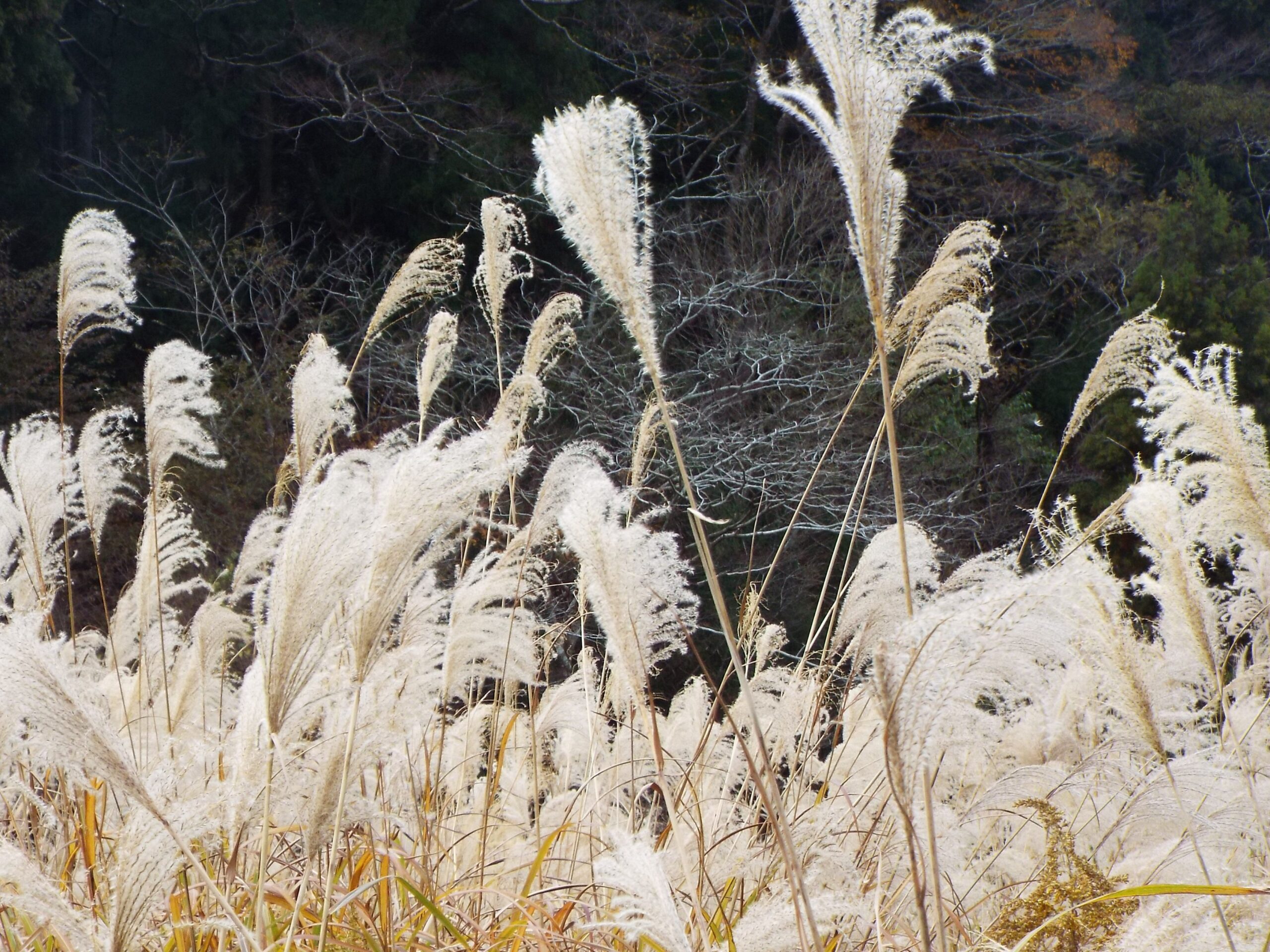 撮りにこんせ‼フォトコンテスト|滋賀・長浜北部|11月28日7枚目 すすきのある風景 B