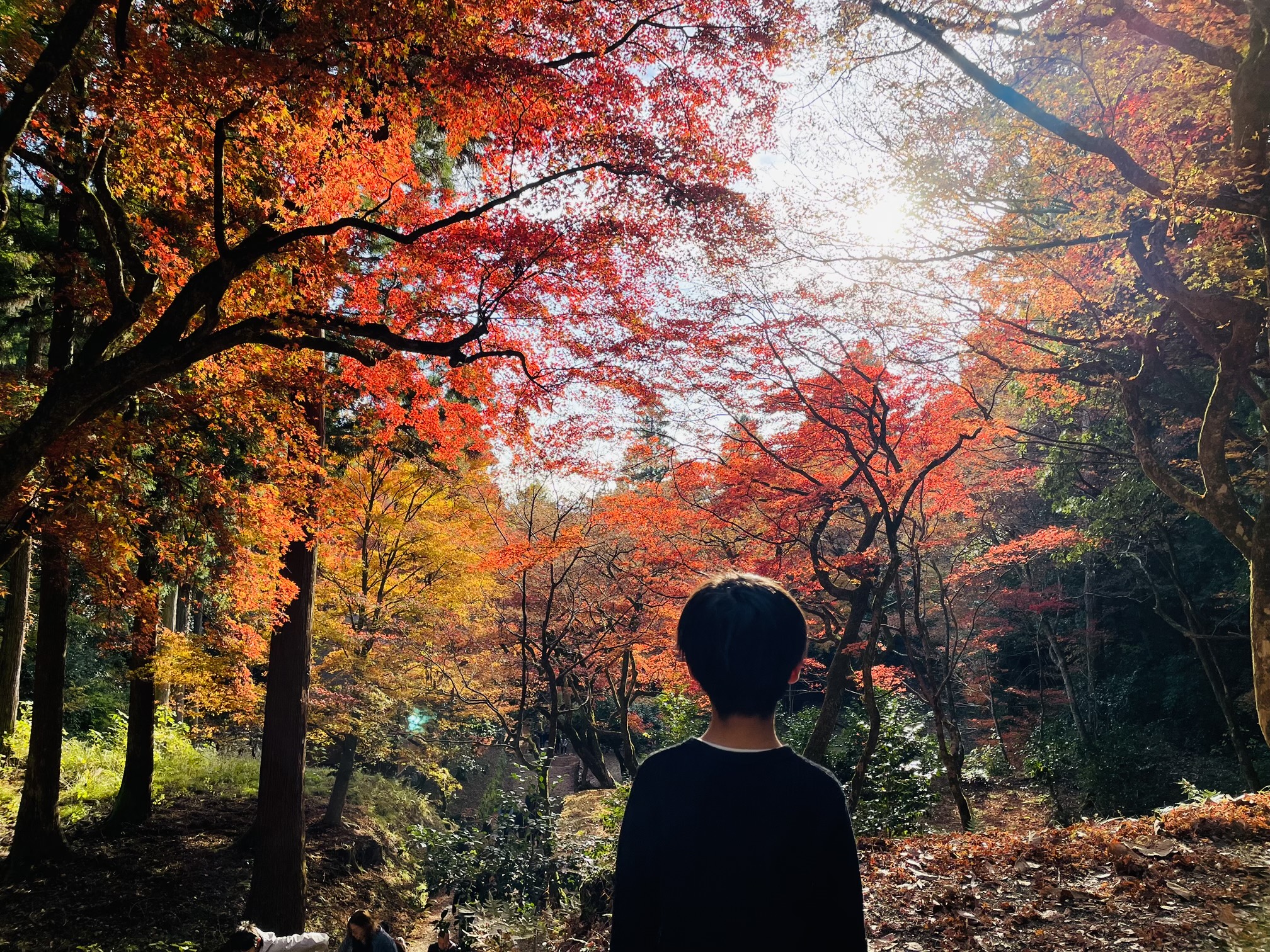 撮りにこんせ‼フォトコンテスト|滋賀・長浜北部|11月25日7枚目 上まで登ったよ