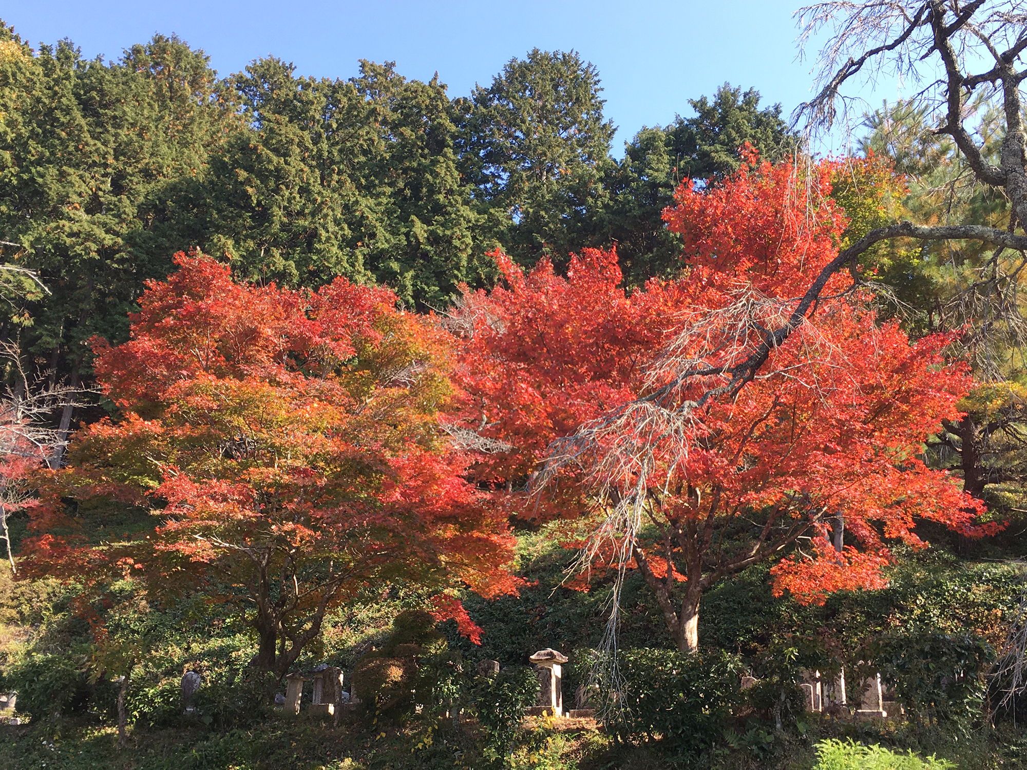 撮りにこんせ‼フォトコンテスト|滋賀・長浜北部|11月21日8枚目 近江孤篷庵の紅葉