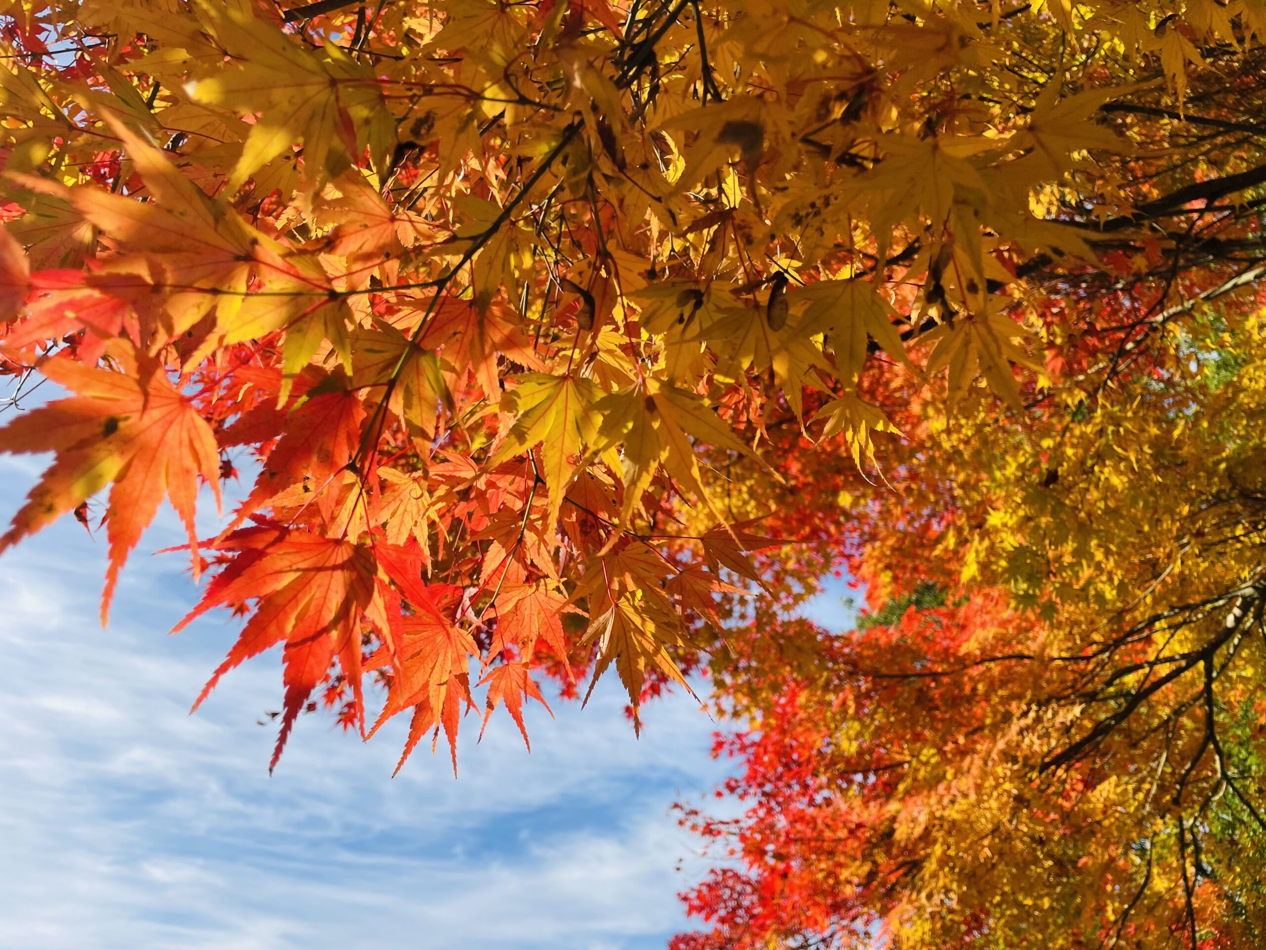 撮りにこんせ‼フォトコンテスト|滋賀・長浜北部|11月25日8枚目 秋晴れ