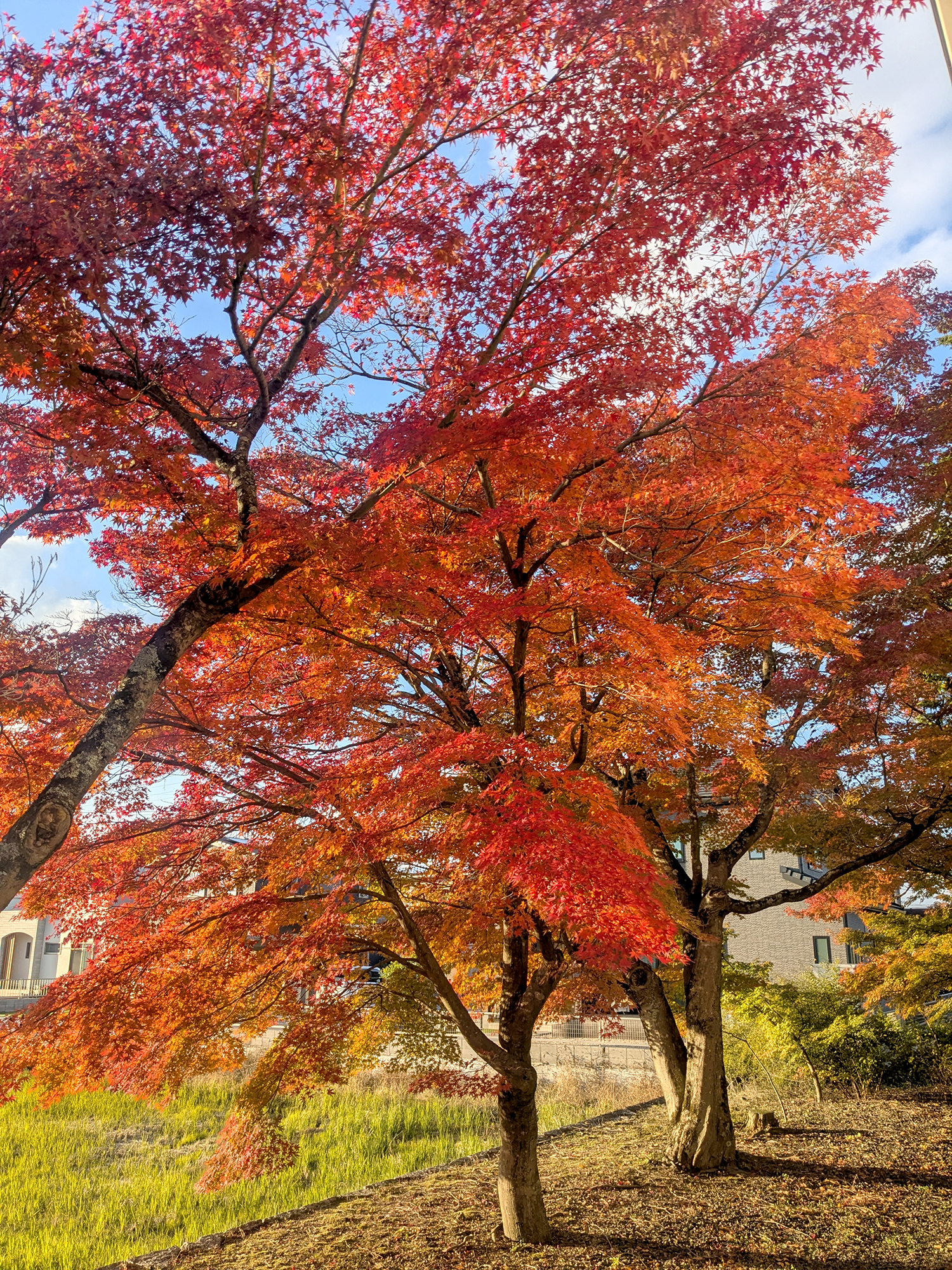 撮りにこんせ‼フォトコンテスト|滋賀・長浜北部|11月21日9枚目 渡岸寺観音堂（向源寺）、裏手にある紅葉