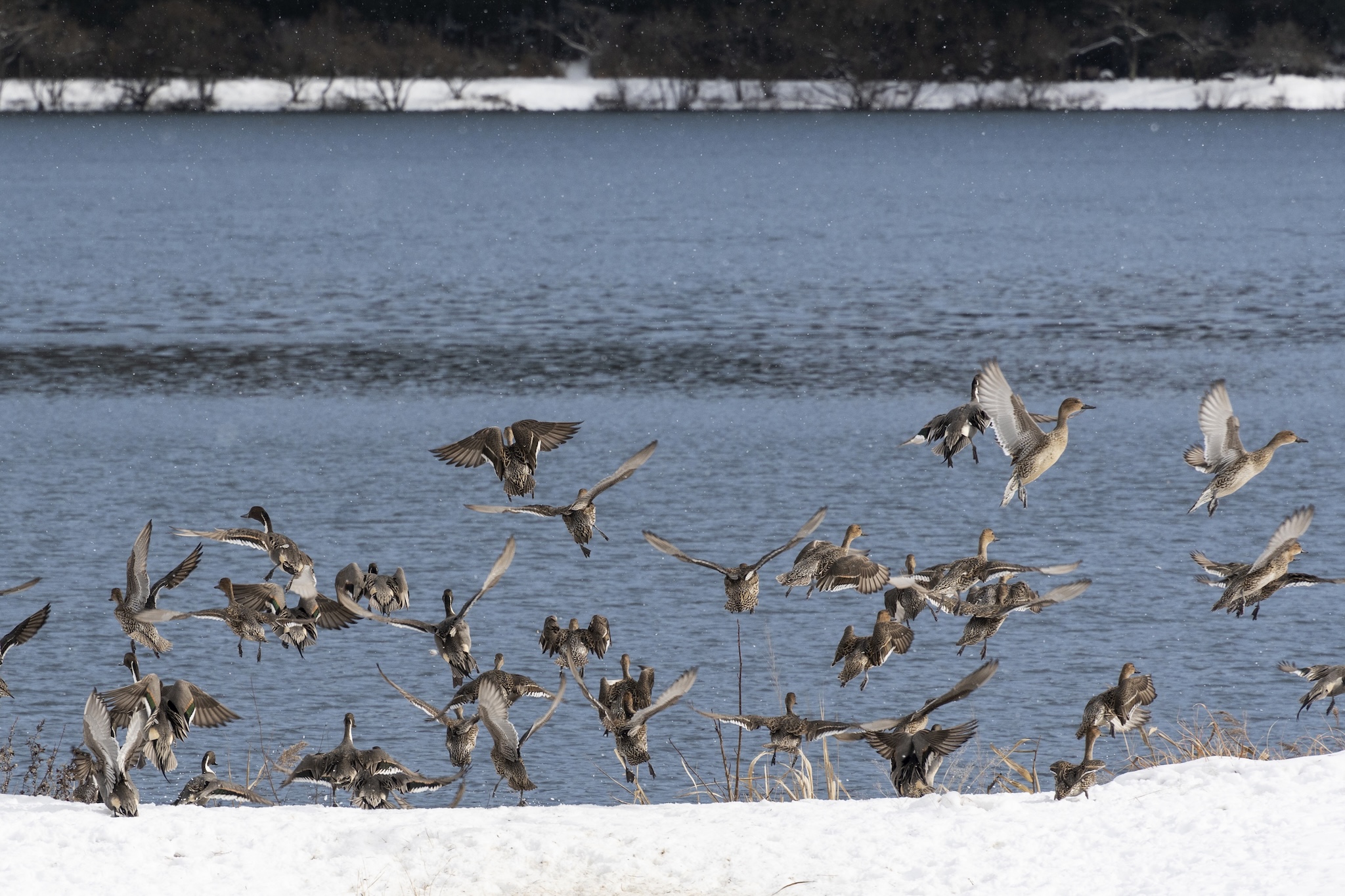 撮りにこんせ‼フォトコンテスト|滋賀・長浜北部|11月28日9枚目 逃げた！