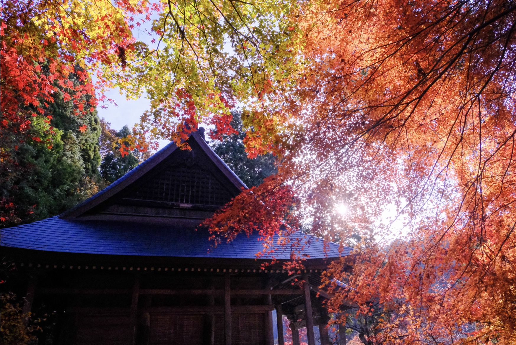 撮りにこんせ‼フォトコンテスト|滋賀・長浜北部|11月25日9枚目 紅葉輝く朝の石道寺