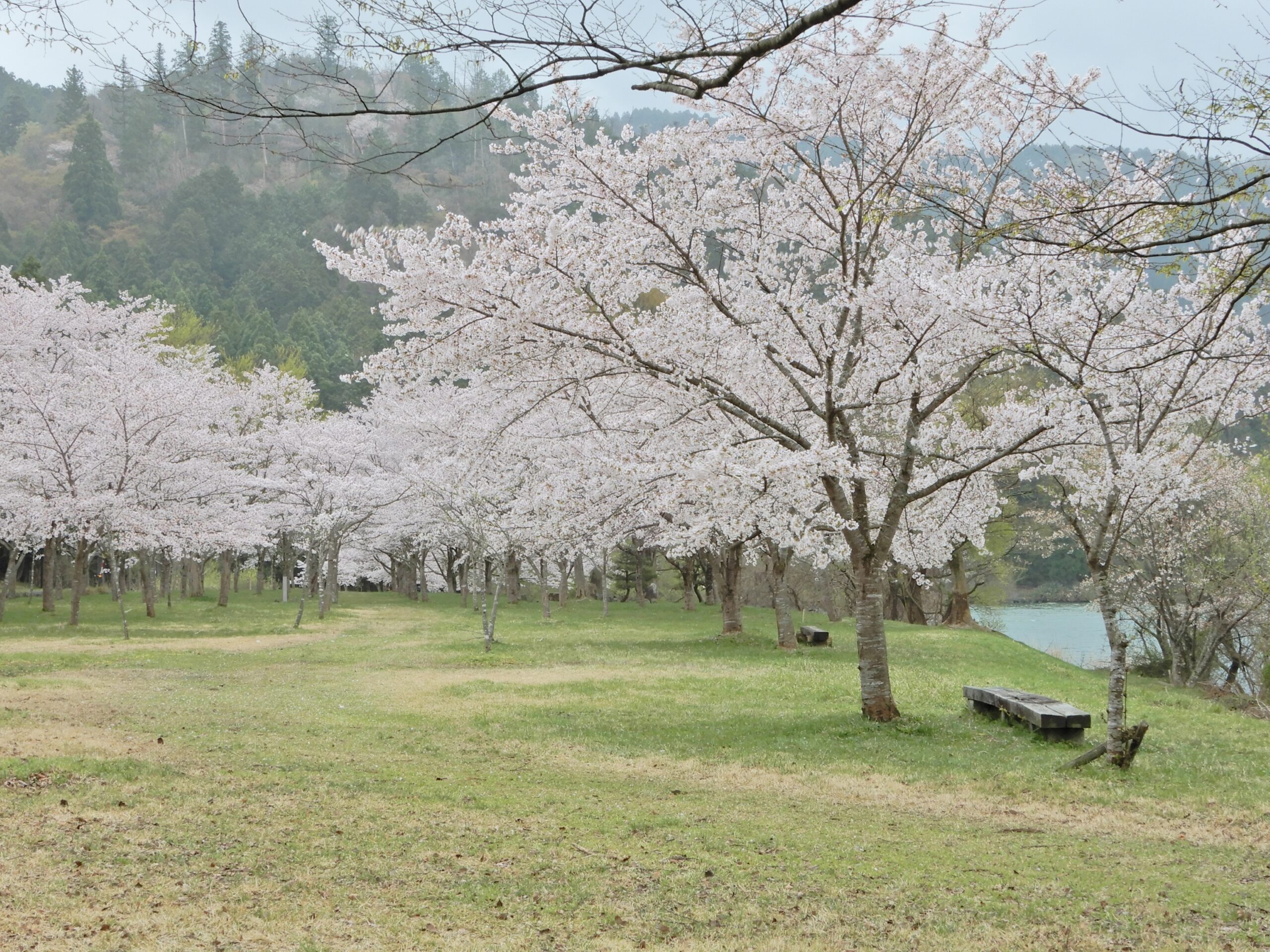 撮りにこんせ‼フォトコンテスト|滋賀・長浜北部|093003_静かな余呉湖畔