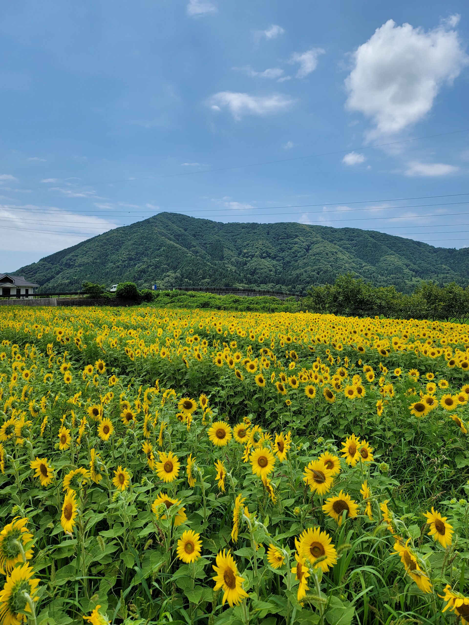 撮りにこんせ‼フォトコンテスト|滋賀・長浜北部|092306_夏のひとこま…黄金の絨毯