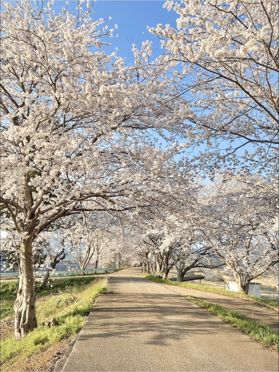撮りにこんせ‼フォトコンテスト|滋賀・長浜北部|091807_高時川の桜
