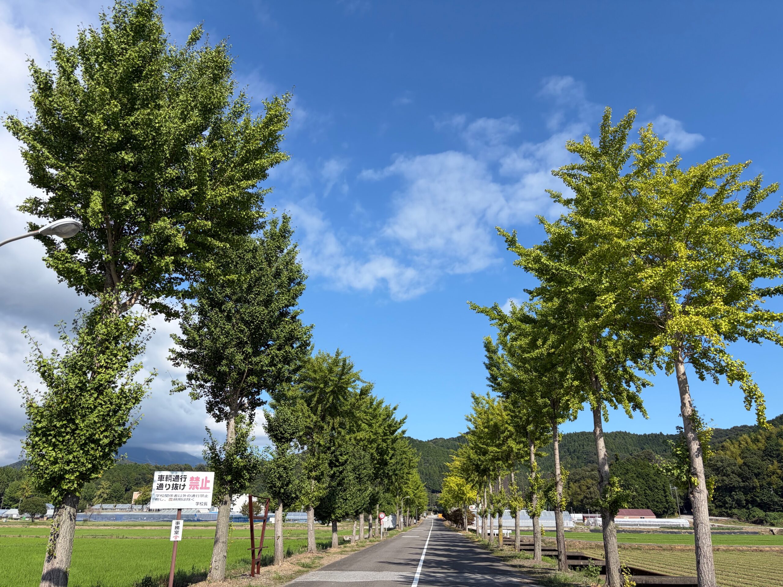 撮りにこんせ‼フォトコンテスト|滋賀・長浜北部|093008_長浜のイチョウ並木