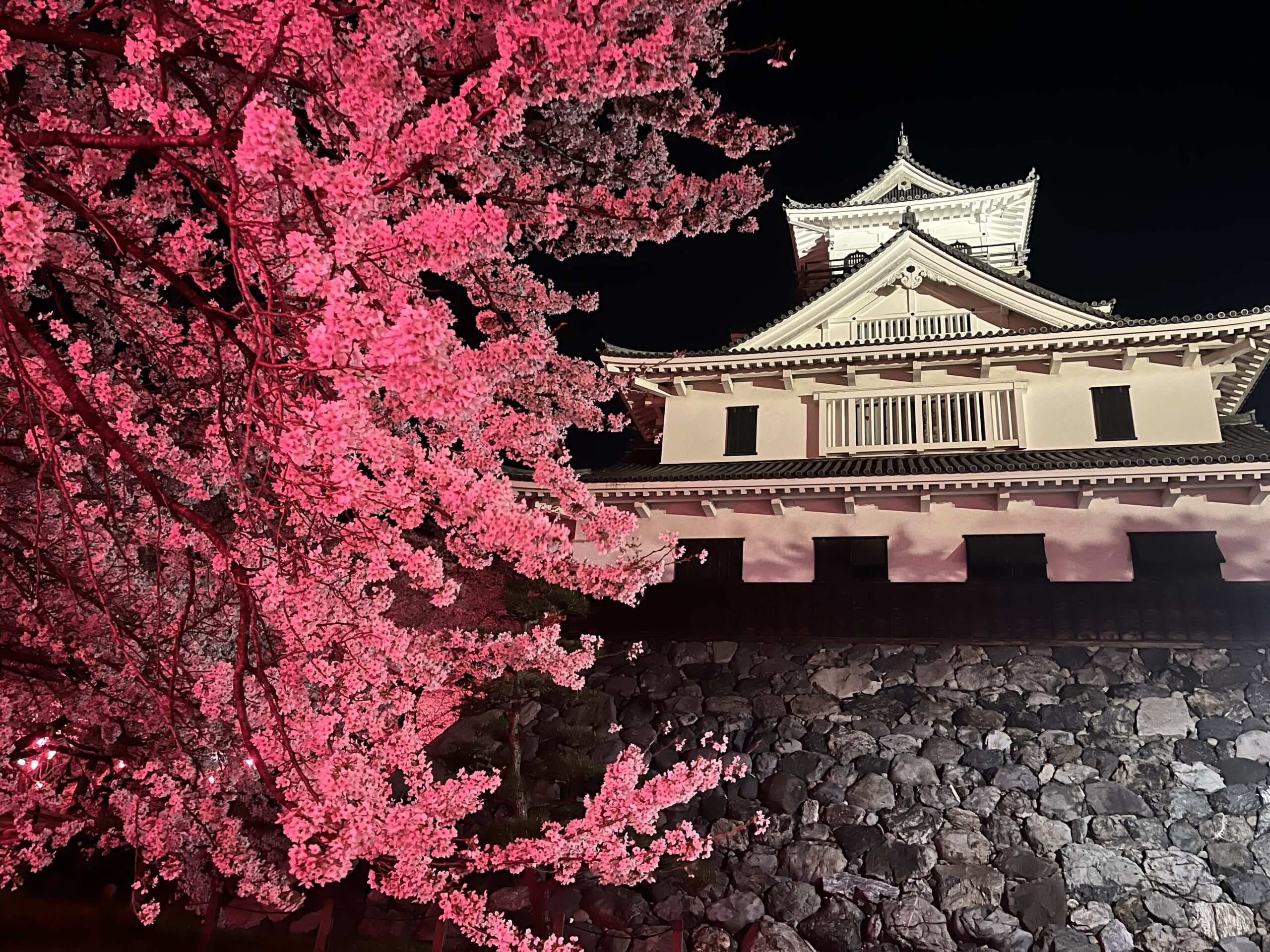 撮りにこんせ‼フォトコンテスト|滋賀・長浜北部|092309_夜桜