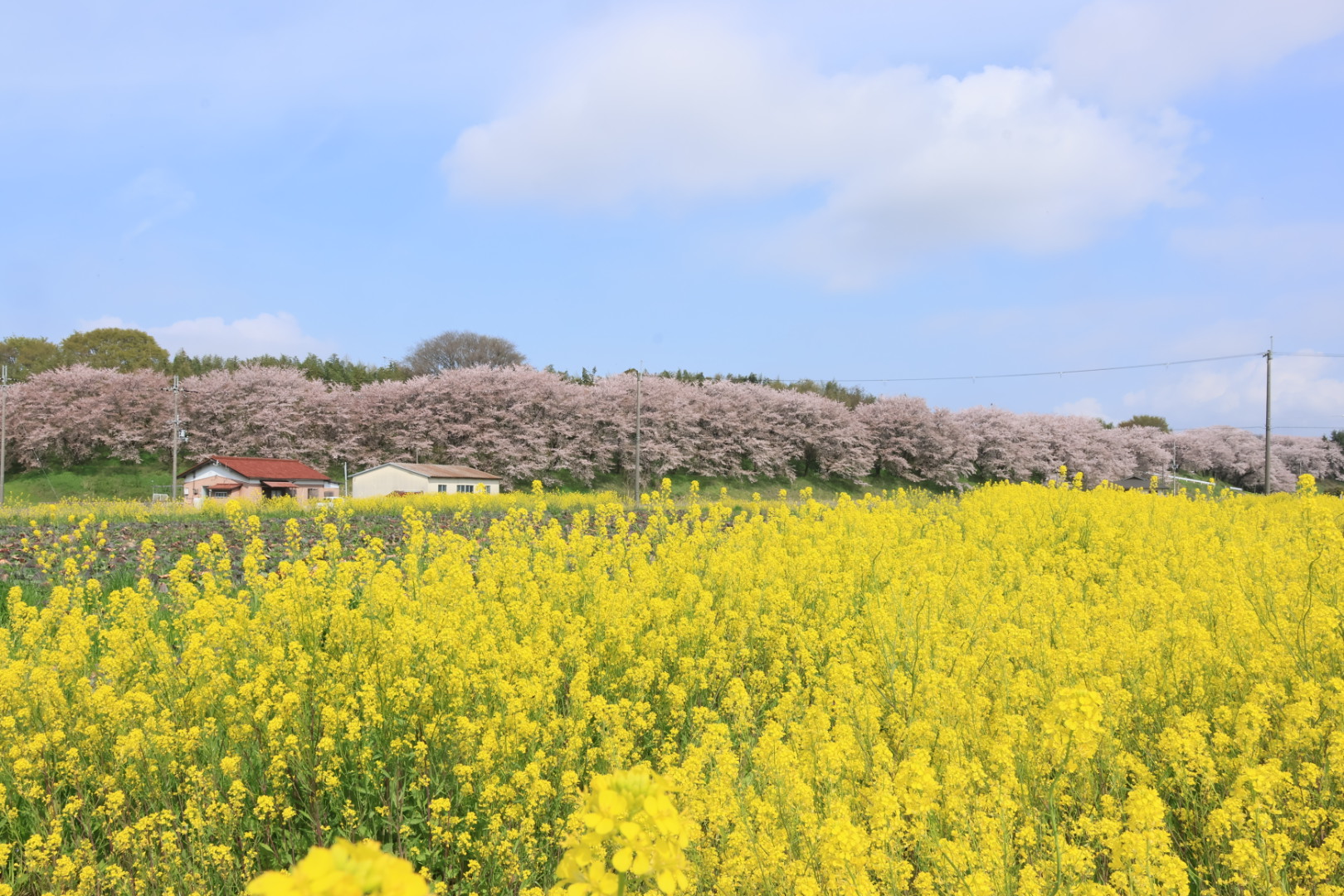 撮りにこんせ‼フォトコンテスト|滋賀・長浜北部|101610_パステルカラーの春
