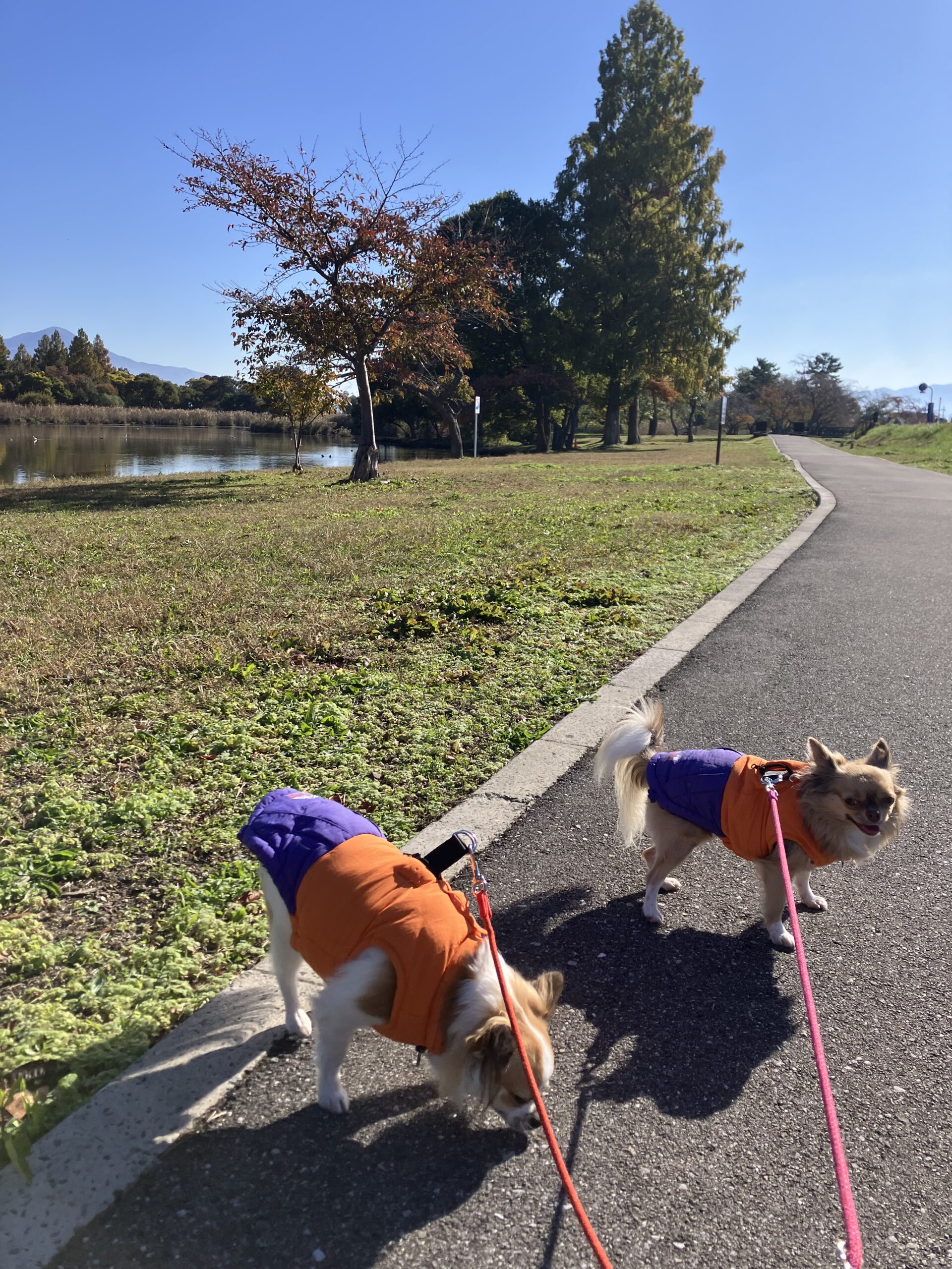 撮りにこんせ‼フォトコンテスト|滋賀・長浜北部|100201_大好きな散歩道