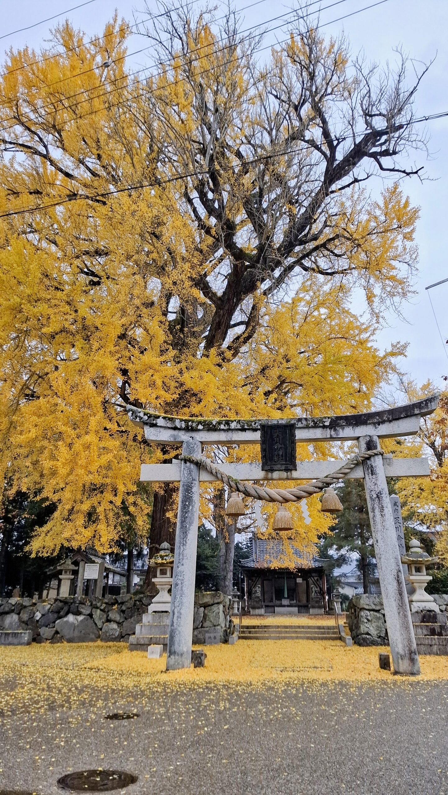 撮りにこんせ‼フォトコンテスト|滋賀・長浜北部|100902_天川命神社の大銀杏