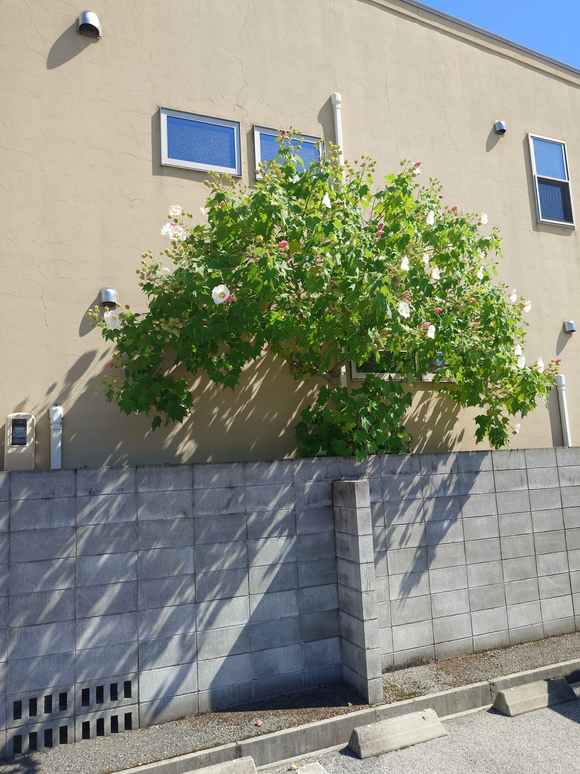 撮りにこんせ‼フォトコンテスト|滋賀・長浜北部|100703_酔芙蓉（スイフヨウ）傘