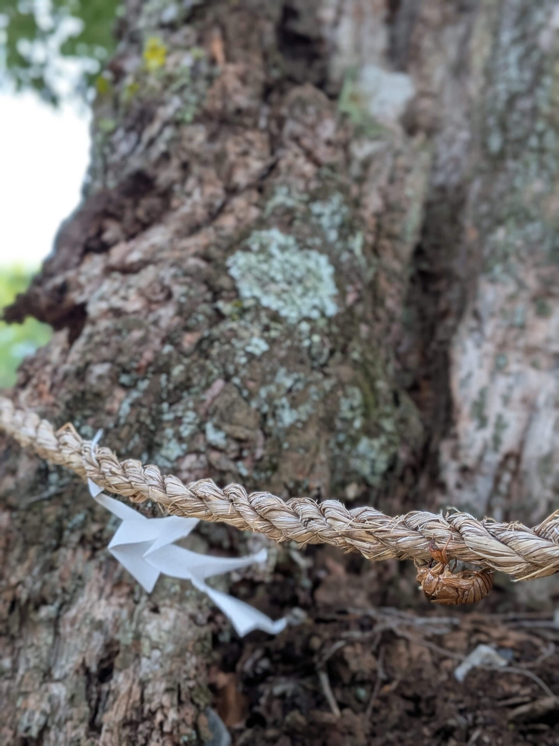 撮りにこんせ‼フォトコンテスト|滋賀・長浜北部|100205_日枝神社御神木