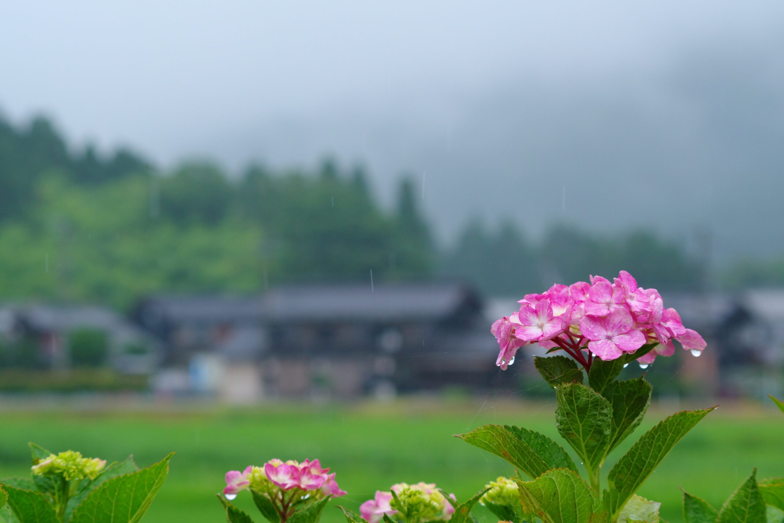 撮りにこんせ‼フォトコンテスト|滋賀・長浜北部|100705_静雨