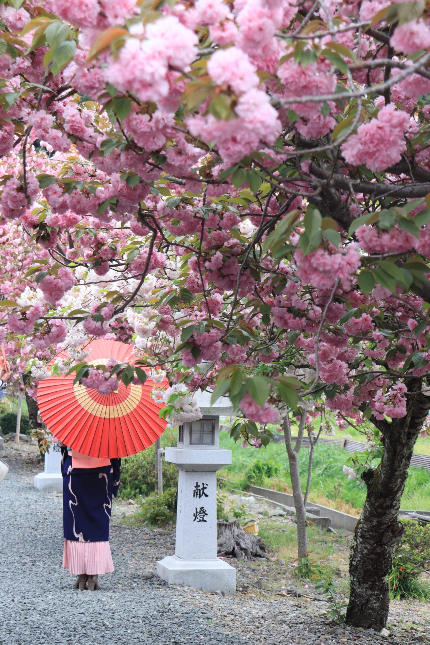 撮りにこんせ‼フォトコンテスト|滋賀・長浜北部|101407_大和撫子