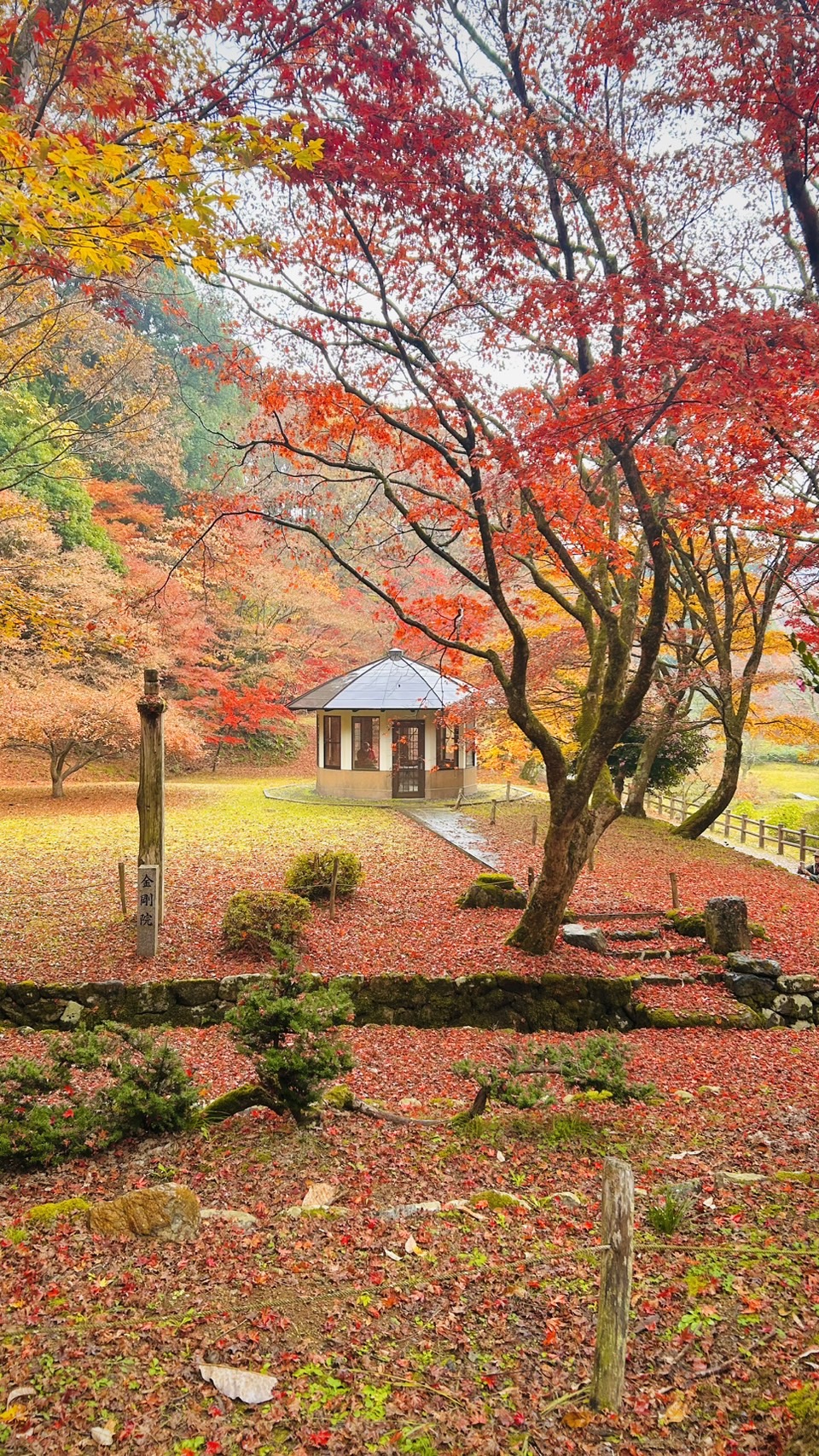 撮りにこんせ‼フォトコンテスト|滋賀・長浜北部|100209_晩秋の赤じゅうたん