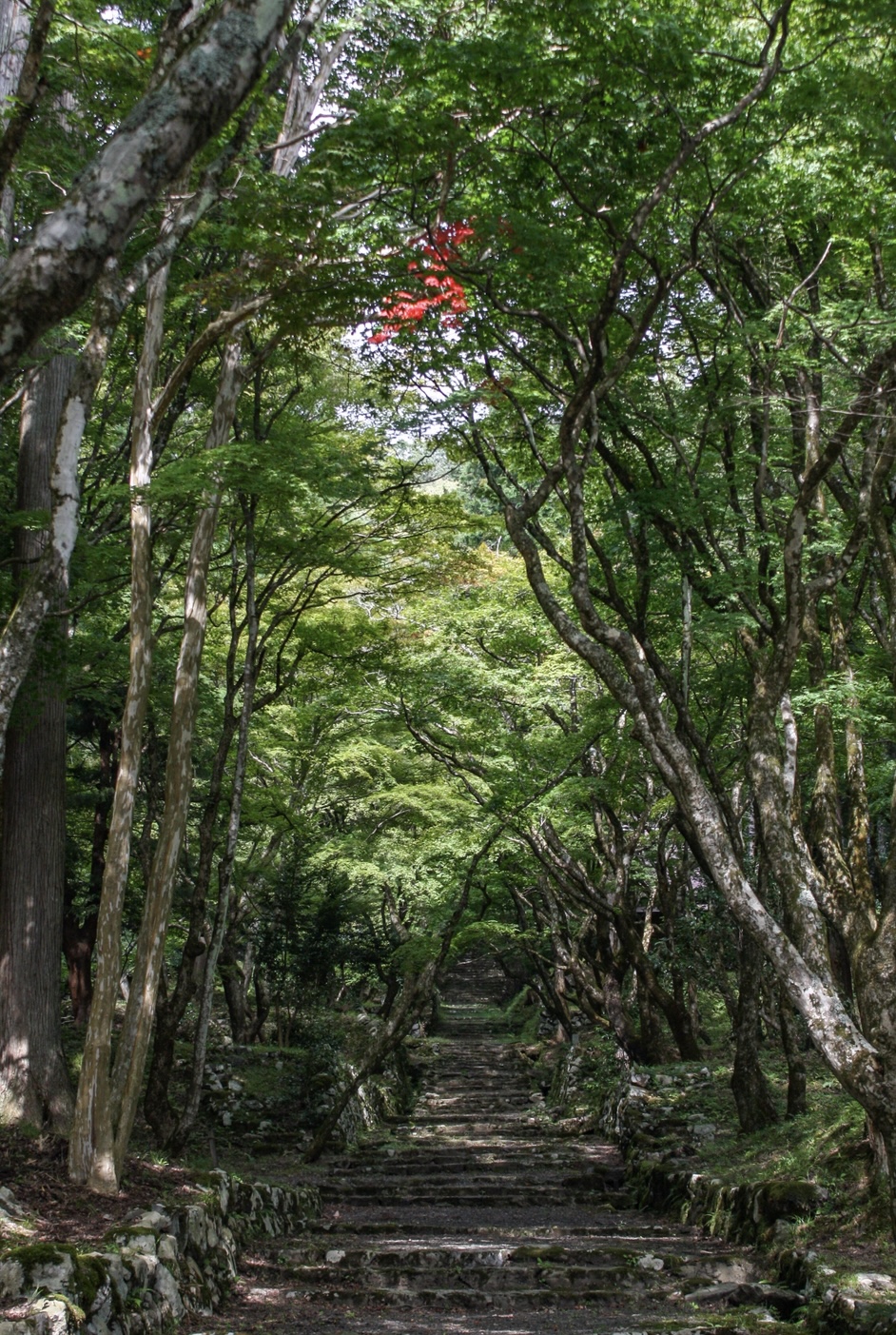 撮りにこんせ‼フォトコンテスト|滋賀・長浜北部|100909_鶏足寺